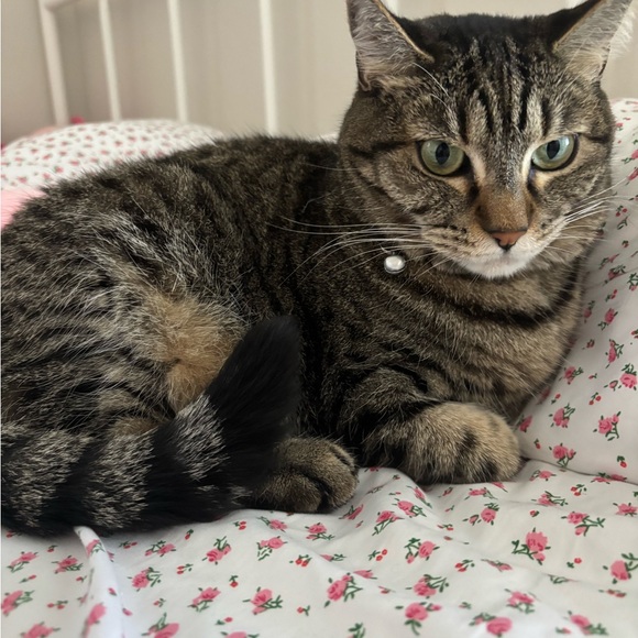 Meet your Posher, Sophia - Picture 1 of 1